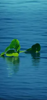 Green leaves floating on calm blue water.