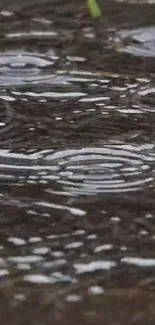 Rippling water surface with raindrops creating soothing patterns.