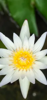 White lotus flower with green background.