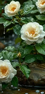 White roses on wet stones in a calming scene.
