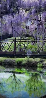 Wisteria-covered bridge reflecting in a tranquil pond.