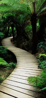 Winding wooden pathway through lush green forest ferns.