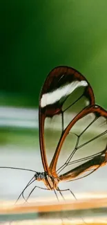 Transparent butterfly with green background.