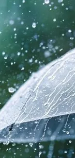 Transparent umbrella amidst raindrops in a serene outdoor setting.