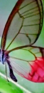 Transparent butterfly with red wings on a green leaf.