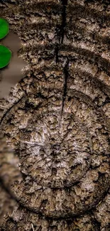 Close-up of tree rings with green leaves.