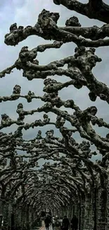 Twisted trees under a gray cloudy sky.