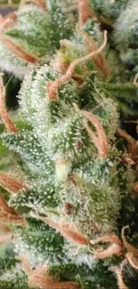 Close-up of cannabis bud with trichomes and vibrant green colors.