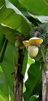 Vibrant tropical banana tree with lush green leaves.