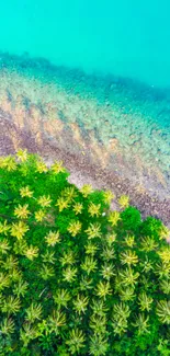 Aerial view of tropical beach with turquoise waters and lush palm trees.