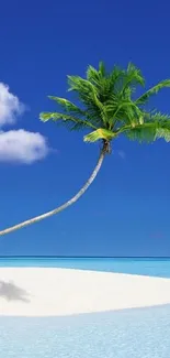 Tropical beach with lone palm and blue sky backdrop.