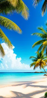 Tropical beach with palm trees and clear blue skies.