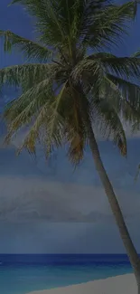 Tropical beach with palm tree under blue sky.