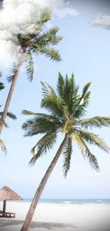 Tropical beach wallpaper with palm trees on white sand under a blue sky.