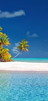 Tropical beach wallpaper with palm trees and blue ocean.