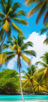 Palm trees on a tropical beach with turquoise ocean and blue skies.