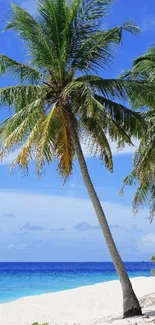 Palm tree overlooking a tropical beach with blue skies.