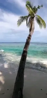 Scenic tropical beach with a lone palm tree by the clear blue ocean.