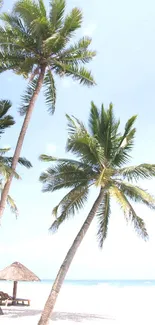 Tropical beach with palm trees, sandy shore, and blue sky.