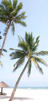 Palm trees on a sunny tropical beach with blue sky and ocean view.