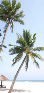 Tropical beach with palm trees against a bright blue sky.