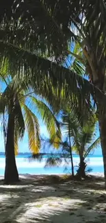 Tropical palm trees on a sunny beach with blue skies and ocean view.