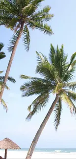 Tropical palm trees swaying by the beach under a clear sky.