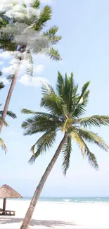 Palm trees and beach under a bright blue sky.