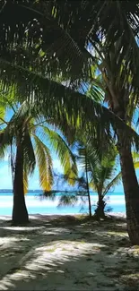 Tropical palm trees on a sunny beach with ocean view.