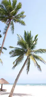 Tropical beach with palm trees under a clear blue sky and sandy shores.