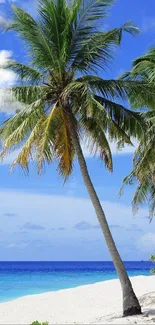 Tropical beach with palm trees and clear blue sky wallpaper.