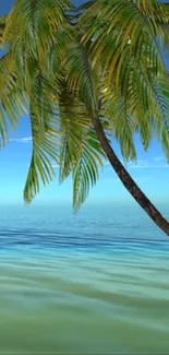 Peaceful beach with palm tree and blue ocean.