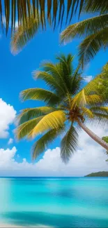 Tropical beach wallpaper with palm trees and blue ocean.