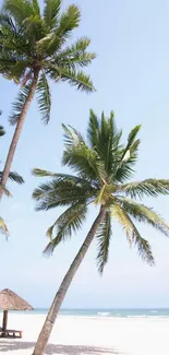 Tropical beach with palm trees under a clear blue sky.