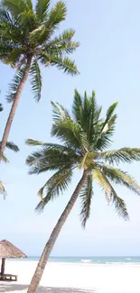 Tropical palm trees swaying by the beachside under a clear blue sky.