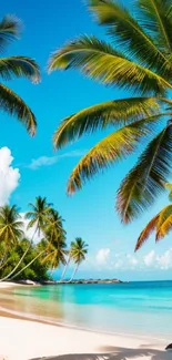 Tropical beach with palm trees and clear blue sky.