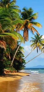 Tropical beach with palm trees and ocean waves.