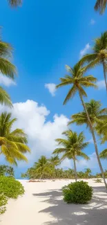 Tropical beach with palm trees and blue sky.