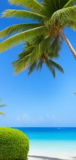 Tropical beach with palm trees and a vibrant blue sea under a clear sky.