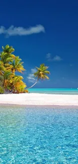 Tropical beach wallpaper with palms and ocean.