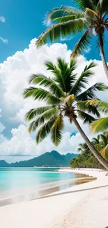 Tropical beach with palm trees under a bright blue sky.