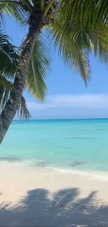 Tropical beach with palm trees and turquoise water under a clear blue sky.