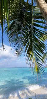 Serene tropical beach with palms and turquoise waters.