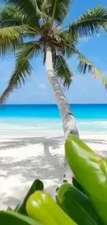 Palm tree on a tropical beach with blue ocean and white sand.