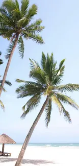 Palm trees on a sunny tropical beach with clear skies.