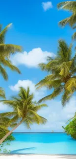 Tropical beach with palm trees and ocean view under a blue sky.