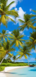 Tropical beach with palm trees and sky blue waters.