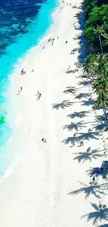 Aerial view of a tropical beach with palm trees and turquoise water.