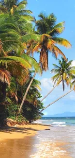 Tropical beach wallpaper with palm trees and clear sea.