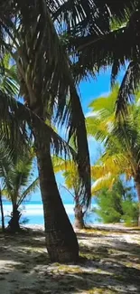 A tropical beach with palm trees and blue ocean under clear sky.